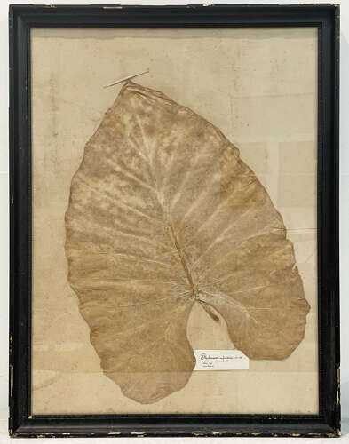 A huge Framed Leaf from a 19th c Herbarium - circa 1880