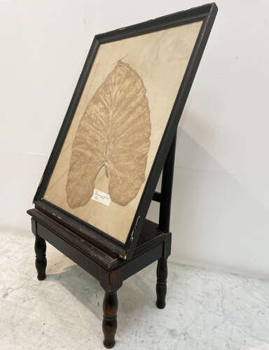 A huge Framed Leaf from a 19th c Herbarium - circa 1880