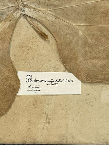 A huge Framed Leaf from a 19th c Herbarium - circa 1880