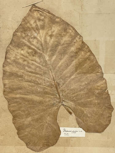 A huge Framed Leaf from a 19th c Herbarium - circa 1880