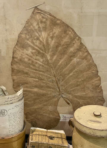 A huge Framed Leaf from a 19th c Herbarium - circa 1880